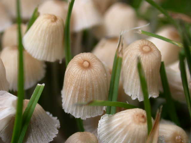 Coprinellus disseminatus